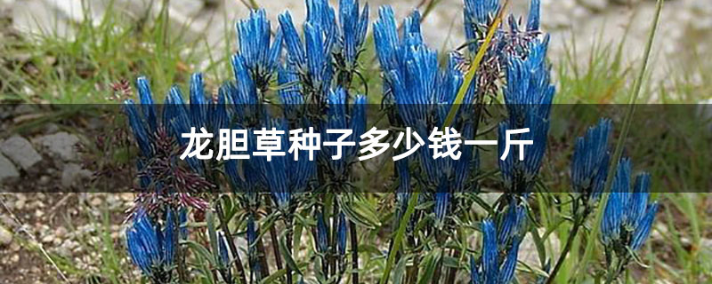 龙胆草种子多少钱一斤 龙胆草种子多少钱一斤