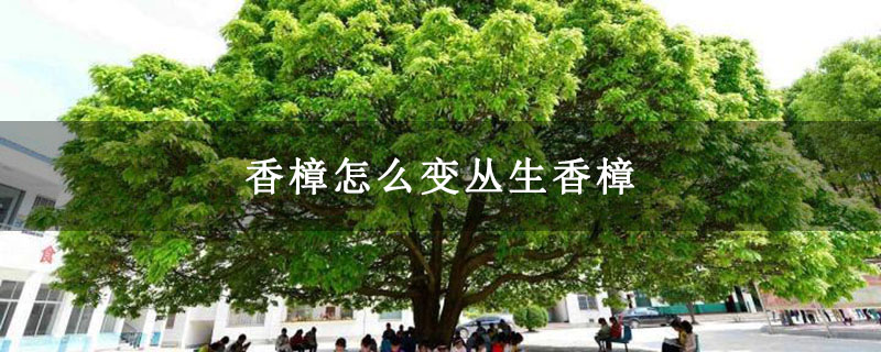 香樟怎么变丛生香樟 香樟怎么变丛生香樟