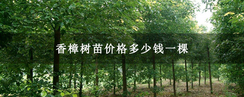 香樟树苗价格多少钱一棵 香樟树苗价格多少钱一棵