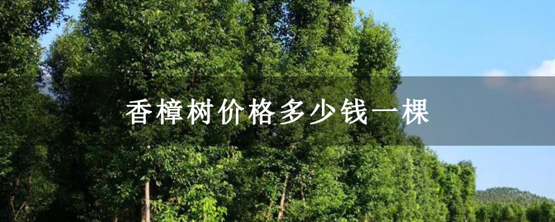香樟树价格多少钱一棵 香樟树价格多少钱一棵