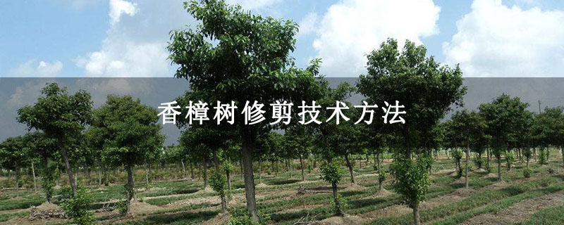 香樟树修剪技术方法 香樟树修剪技术方法