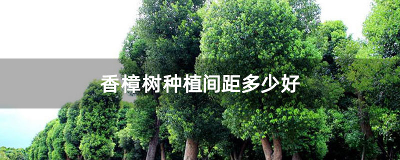 香樟树种植间距多少好 香樟树种植间距多少好