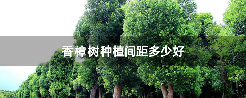 香樟树种植间距多少好