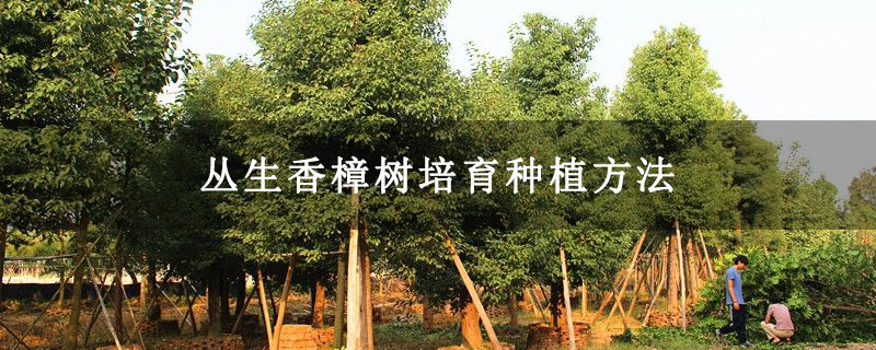 丛生香樟树培育种植方法 丛生香樟树培育种植方法
