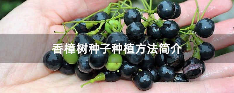 香樟树种子种植方法简介 香樟树种子种植方法简介