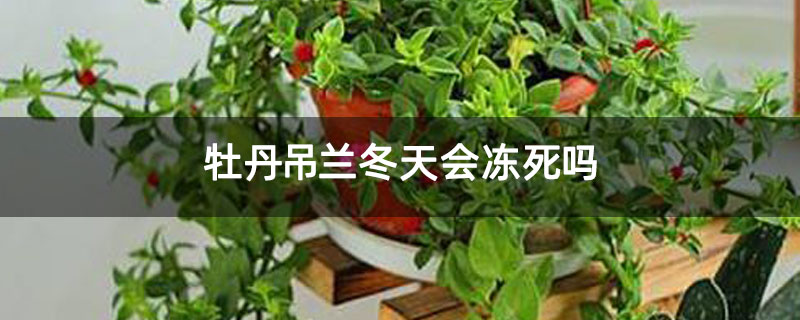 牡丹吊兰冬天会冻死吗 牡丹吊兰冬天会冻死吗