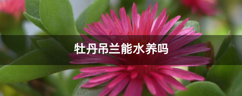 牡丹吊兰能水养吗 牡丹吊兰能水养吗