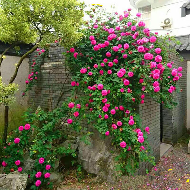 月季修剪 月季修剪