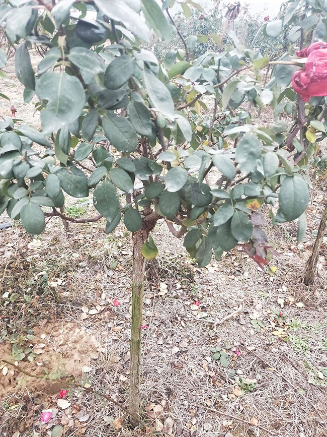 月季多少钱一棵? 月季多少钱一棵?