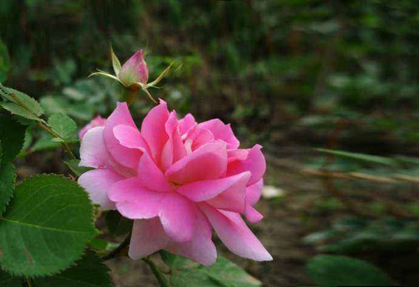 月季花 月季花