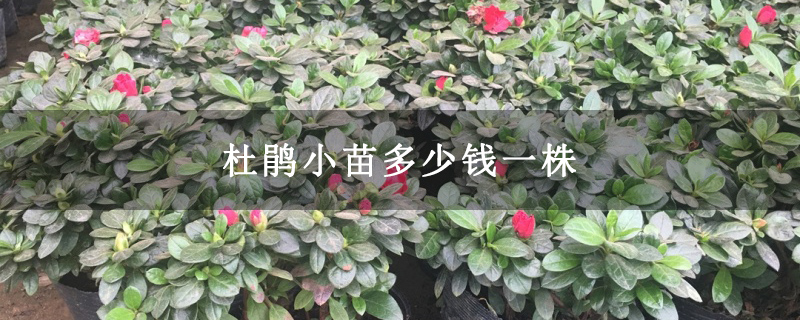 杜鹃小苗多少钱一株 杜鹃小苗多少钱一株