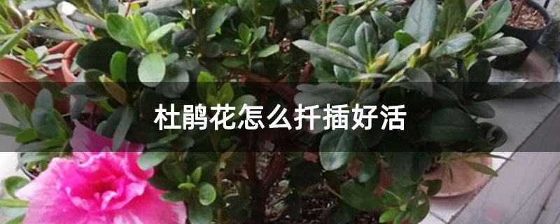 杜鹃花怎么扦插好活 杜鹃花怎么扦插好活