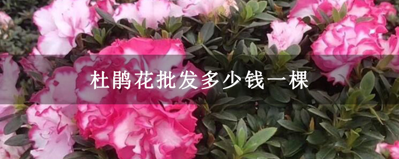 杜鹃花批发多少钱一棵 杜鹃花批发多少钱一棵