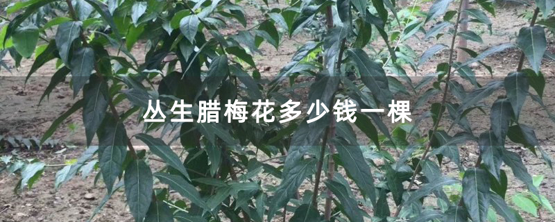 丛生腊梅花多少钱一棵 丛生腊梅花多少钱一棵