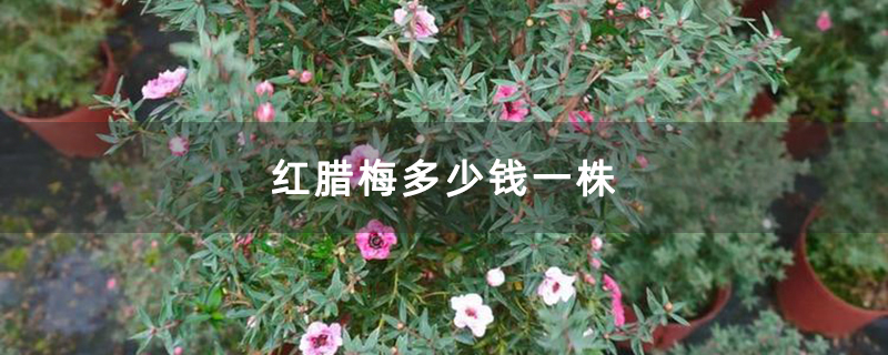 红腊梅多少钱一株 红腊梅多少钱一株