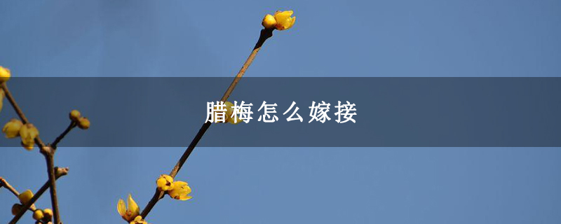 腊梅怎么嫁接 腊梅怎么嫁接