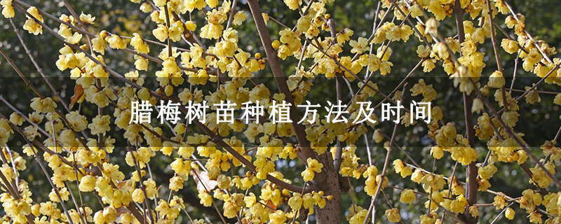 腊梅树苗种植方法及时间 腊梅树苗种植方法及时间