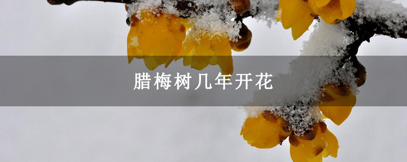 腊梅树几年开花 腊梅树几年开花