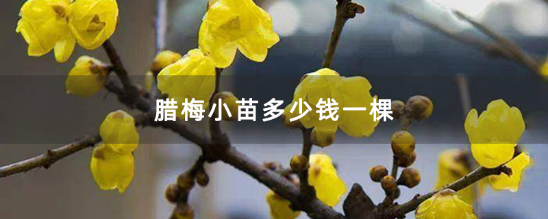 腊梅小苗多少钱一棵 腊梅小苗多少钱一棵