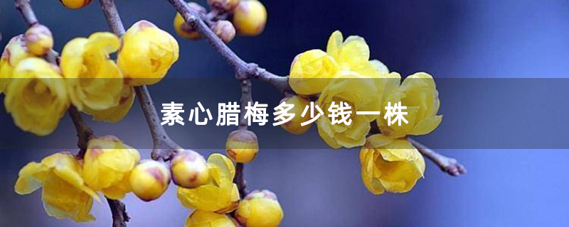 素心腊梅多少钱一株 素心腊梅多少钱一株