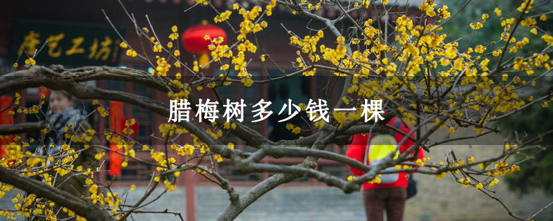 腊梅树多少钱一棵 腊梅树多少钱一棵