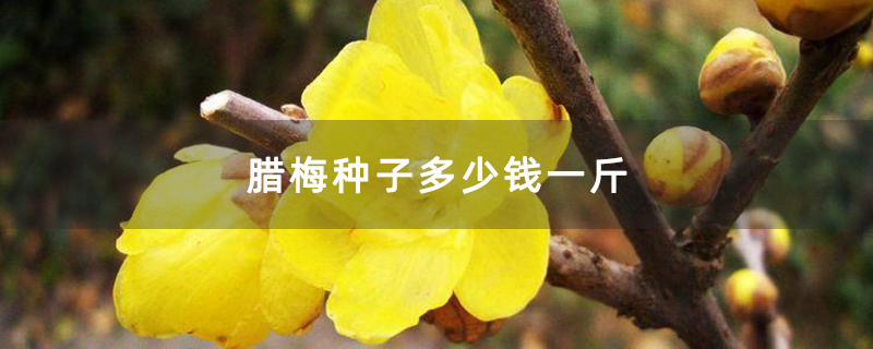 腊梅花 腊梅花