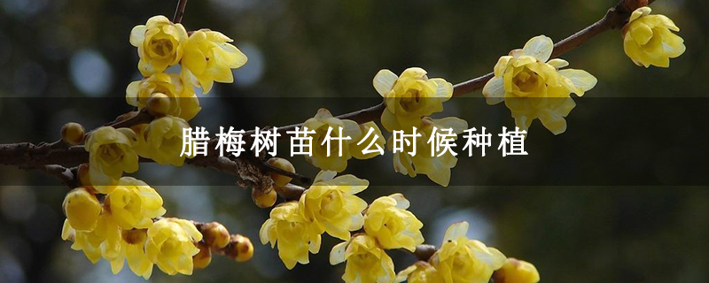 腊梅树苗什么时候种植 腊梅树苗什么时候种植