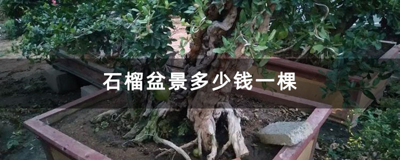 石榴盆景多少钱一棵 石榴盆景多少钱一棵
