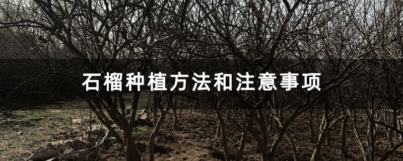 石榴种植方法和注意事项 石榴种植方法和注意事项