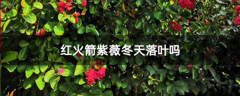 红火箭紫薇冬天落叶吗 红火箭紫薇冬天落叶吗