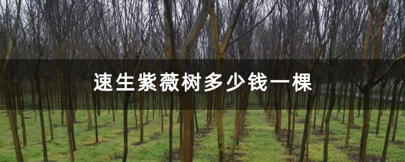 速生紫薇树多少钱一棵