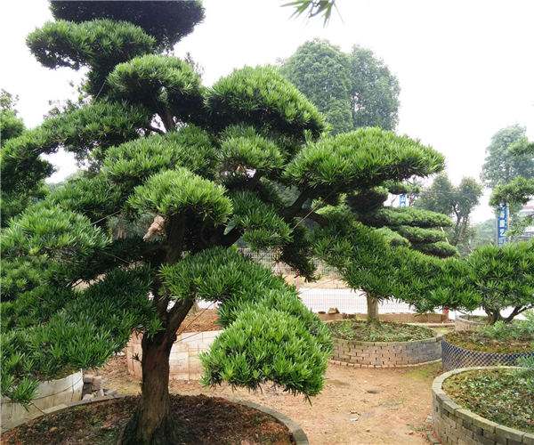 造型罗汉松 造型罗汉松