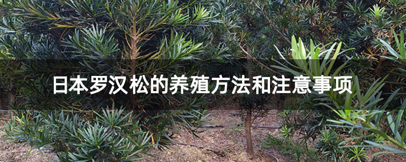 日本罗汉松的养殖方法和注意事项 日本罗汉松的养殖方法和注意事项