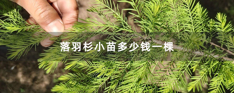落羽杉小苗多少钱一棵 落羽杉小苗多少钱一棵