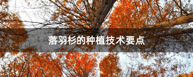 落羽杉的种植技术要点 落羽杉的种植技术要点