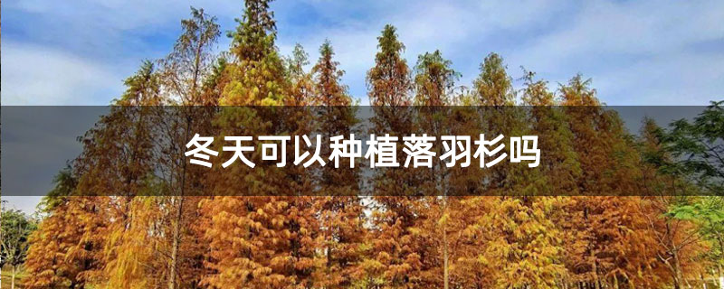 冬天可以种植落羽杉吗