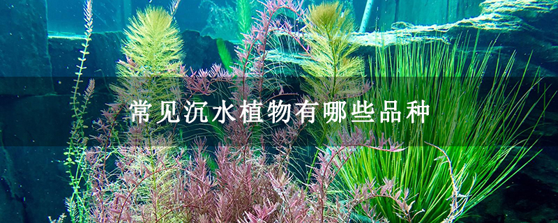 常见沉水植物有哪些品种 常见沉水植物有哪些品种