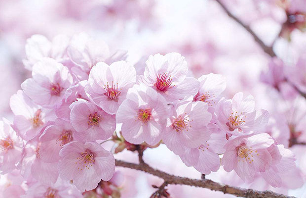 樱花.jpg