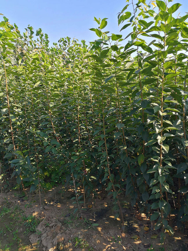 樱花什么时候种植好?盆栽红叶樱花种植技术