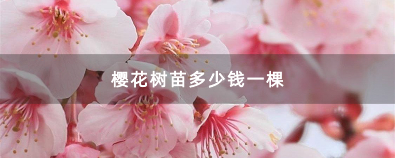樱花树苗多少钱一棵 樱花树苗多少钱一棵