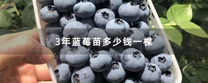 3年蓝莓苗多少钱一棵 3年蓝莓苗多少钱一棵