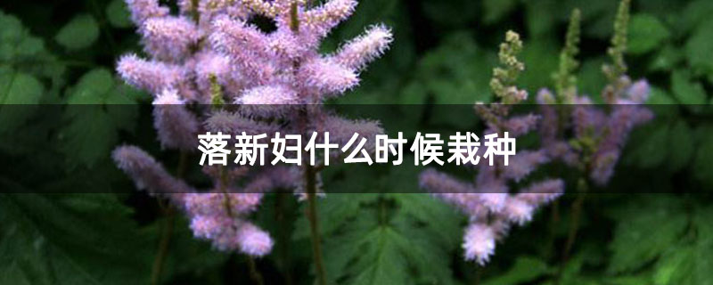 落新妇什么时候栽种g