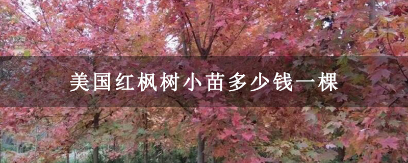 美国红枫树小苗多少钱一棵 美国红枫树小苗多少钱一棵