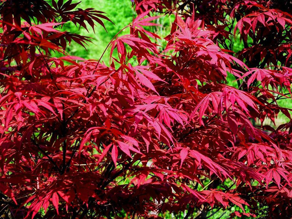 红枫树 红枫树