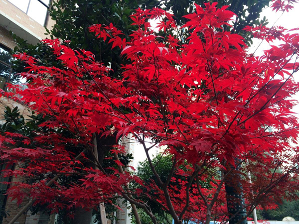 红枫 红枫