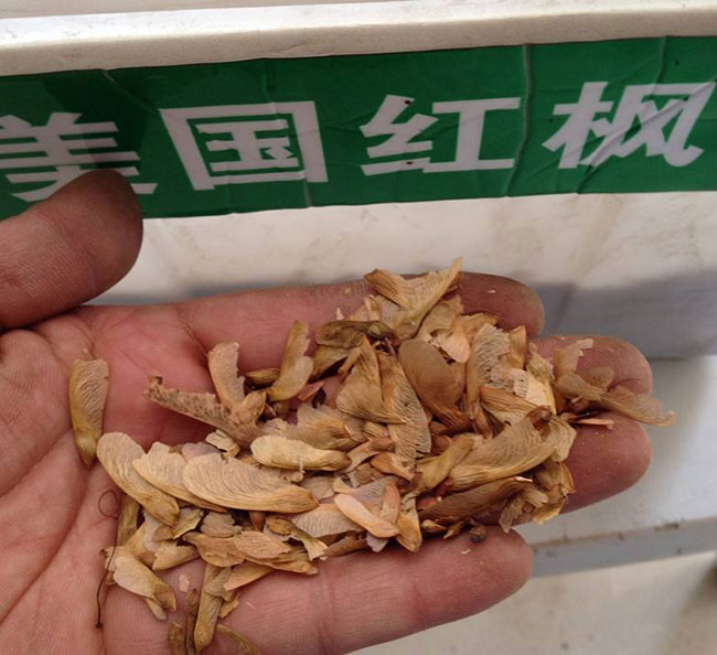 美国红枫种子