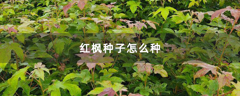 红枫种子怎么种 红枫种子怎么种