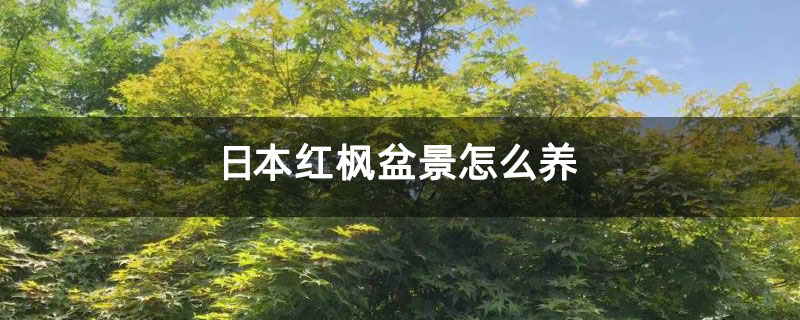 日本红枫盆景怎么养 日本红枫盆景怎么养