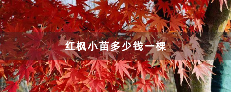 红枫小苗多少钱一棵 红枫小苗多少钱一棵