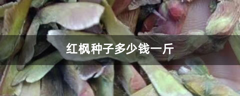 红枫种子多少钱一斤 红枫种子多少钱一斤